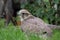 Hybrid falcon (Gyrfalcon + Peregrin).