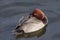 Hybrid ferruginous duck and pochard aythya nyroca and ferina male