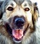 Hybrid German Shepherd Great Pyrenees Dog