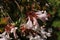 Hybrid `Glossy Abelia` flowers