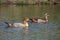 Hybrid Goose and Egyptian Goose