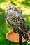 Hybrid Gyrfalcon and Saker falcon