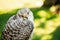 Hybrid Gyrfalcon and Saker falcon