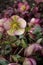 Hybrid hellebore Helleborus x hybridus Glenda’s Gloss, a violet-green flower