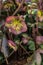 Hybrid hellebore Helleborus x hybridus Glenda’s Gloss, violet-green flowers