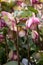 Hybrid hellebore Helleborus x hybridus Glenda’s Gloss, violet-white budding flower