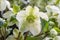 Hybrid hellebore Helleborus x hybridus Molly’s White, greenish-white flower