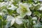 Hybrid hellebore Helleborus x hybridus Molly’s White, greenish-white flowers