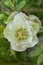 Hybrid hellebore white or snow rose in the garden. White hellebore flower blooming