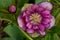 Hybrid hellebores or Christmas rose Queens Double Dark Red blooms during winter and spring