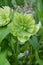 Hybrid hellebores Double Ellen Green or Christmas rose flower. Helleborus plant first to bloom in the garden