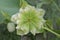 Hybrid hellebores Spring Queen or Christmas rose flower. Helleborus plant first to bloom  in the garden in winter time