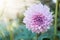 Hybrid Light Pink Dahlia flower