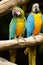 Hybrid macaw