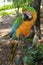 Hybrid Macaw Full Length