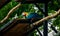 Hybrid Macaw at Parque das Aves - Foz do Iguacu, Parana, Brazil