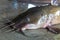 Hybrid magur clarias fish River monster fish huge catfish with blue eyes