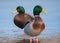 Hybrid Mallard x American Black Duck With Regular Mallard