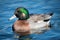 Hybrid Mallard x American Wigeon Duck