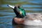 Hybrid Mallard x American Wigeon Duck