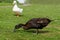 Hybrid mallard duck