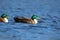 Hybrid Mallard Ducks Swimming on Blue water in Winter