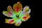 Hybrid multi color lace fringed tulip against black background