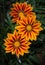 Hybrid orange gerbera flower