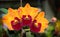 Hybrid orange and red cattleya orchid flower