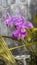 hybrid orchid with purple flower