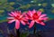 Hybrid pink water lilies