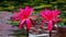 Hybrid pink water lilies