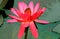 Hybrid pink water lily