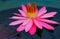 Hybrid pink water lily