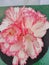 Hybrid pink and white tuberous Begonia flower.