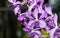 Hybrid purple dendrobium orchid