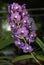 Hybrid purple Vanda orchid