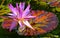 Hybrid purple water lily and colorful pad