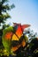 Hybrid red flamingo flower, pigtail anthurium or pigtail flaming