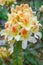 Hybrid Rhododendron Glory of Littleworth, cream flower with an orange blotch