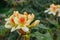 Hybrid Rhododendron Glory of Littleworth, cream flowers with orange blotch