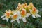Hybrid Rhododendron Glory of Littleworth, cream flowers with an orange blotch