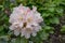 Hybrid Rhododendron Unique, ivory flushed with pink flowers