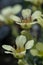 Hybrid Rockfoil Saxifraga x lincolni-fosteri Diana, pale yellow flower in close-up