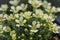 Hybrid Rockfoil Saxifraga x lincolni-fosteri Diana, with pale yellow flowers