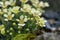 Hybrid Rockfoil Saxifraga x lincolni-fosteri Diana, pale yellow flowers