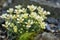 Hybrid Rockfoil Saxifraga x lincolni-fosteri Diana, pale yellow flowers between rocks