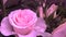 Hybrid roses. Cluster of Vivid Purple Pink Rose Buds. Natural Rose Bushes in the Garden.