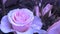 Hybrid roses. Cluster of Vivid Purple Rose Buds. Natural Rose Bushes in the Garden.