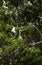 Hybrid of snowy egret and a little blue heron Egretta thula x caerulea perched on the mangroves